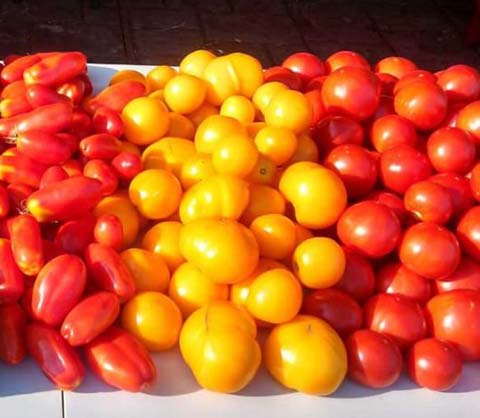 Several Varieties of Tomatoes at the Farmer's Market