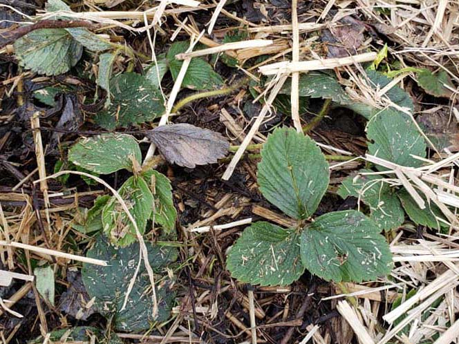 Uncovered Strawberry Plants