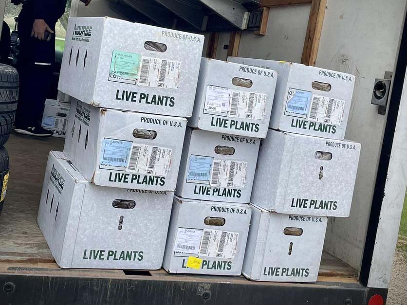 Live Plants Delivery